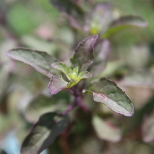 The Tulsi, holy basil plant