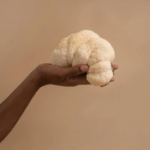 Hand holding a fresh lion’s mane mushroom against a warm beige background. A powerful adaptogen known for its brain-boosting benefits, supporting cognitive function, memory, and overall wellness naturally.